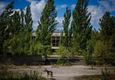 I cani blu di Chernobyl? Ecco cosa potrebbe aver modificato il colore delle loro pellicce (no, non sono le radiazioni)