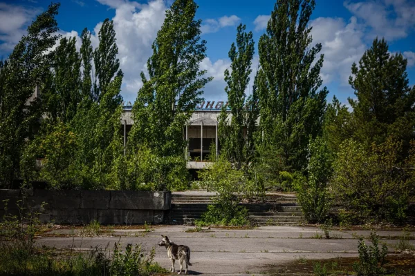 I cani blu di Chernobyl? Ecco cosa potrebbe aver modificato il colore delle loro pellicce (no, non sono le radiazioni)