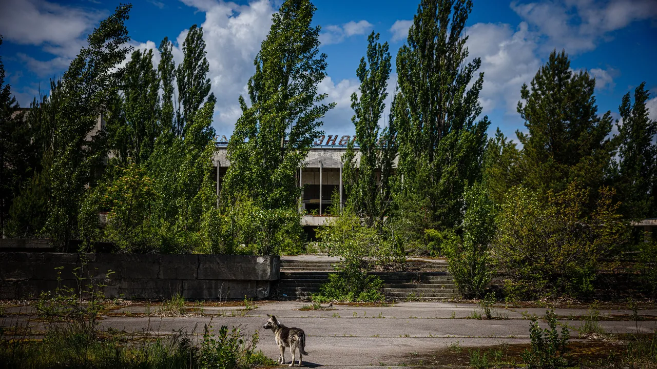 I cani blu di Chernobyl? Ecco cosa potrebbe aver modificato il colore delle loro pellicce (no, non sono le radiazioni)