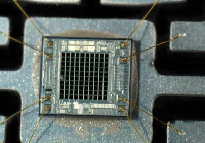 I funghi nei computer? Potrebbero essere candidati promettenti per sostituire gli attuali microchip di memoria