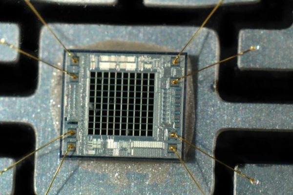 I funghi nei computer? Potrebbero essere candidati promettenti per sostituire gli attuali microchip di memoria
