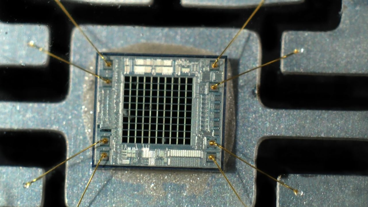 I funghi nei computer? Potrebbero essere candidati promettenti per sostituire gli attuali microchip di memoria