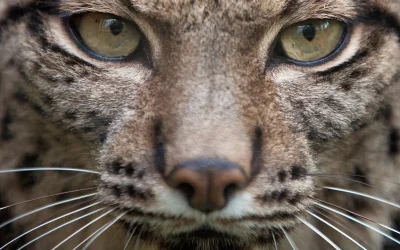 Una rarissima lince pardina dal mantello bianco come la neve è stata fotografata per la prima volta nella storia in Spagna