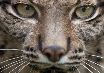 Una rarissima lince pardina dal mantello bianco come la neve è stata fotografata per la prima volta nella storia in Spagna