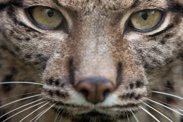 Una rarissima lince pardina dal mantello bianco come la neve è stata fotografata per la prima volta nella storia in Spagna