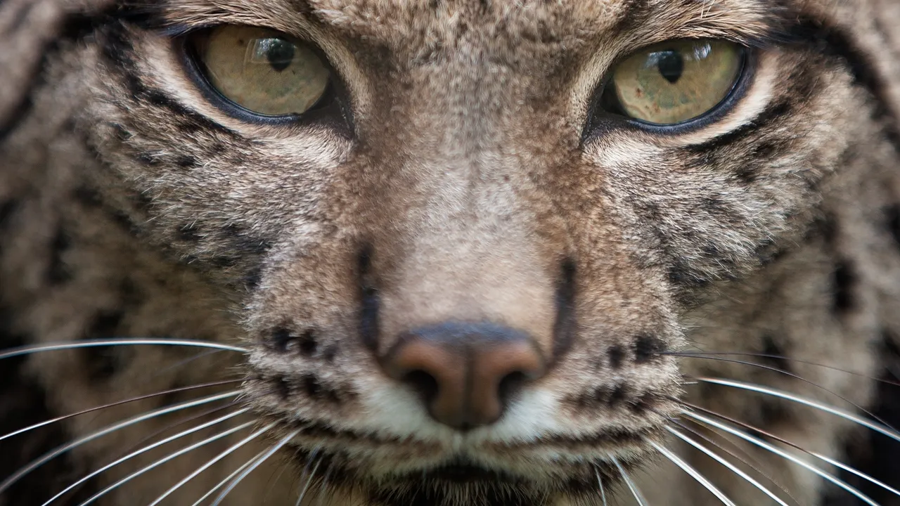 Una rarissima lince pardina dal mantello bianco come la neve è stata fotografata per la prima volta nella storia in Spagna