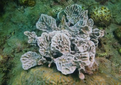 I primi animali sulla Terra? Molto probabilmente sono state le spugne, una nuova ricerca conferma la teoria