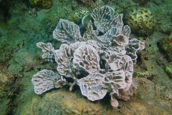 I primi animali sulla Terra? Molto probabilmente sono state le spugne, una nuova ricerca conferma la teoria