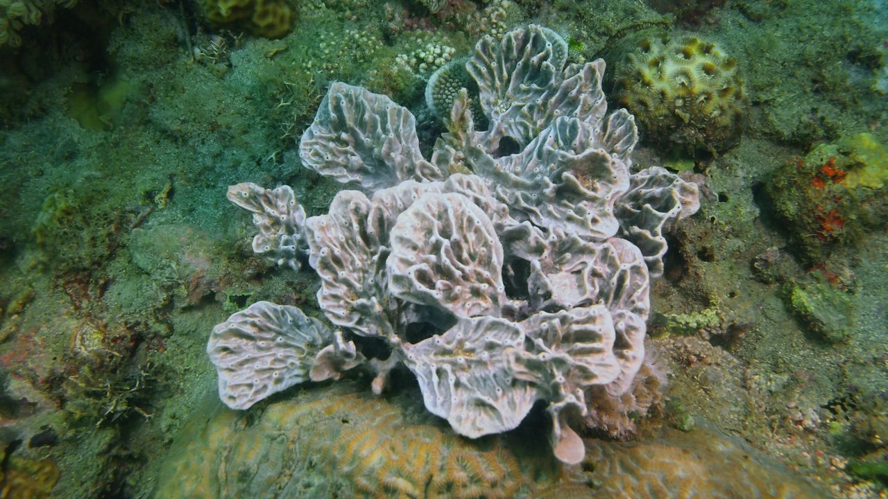 I primi animali sulla Terra? Molto probabilmente sono state le spugne, una nuova ricerca conferma la teoria