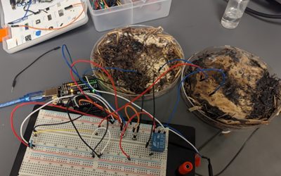 Addio SSD e RAM, benvenuti funghi: dagli Stati Uniti arrivano le memorie bioelettroniche