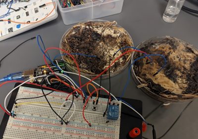 Addio SSD e RAM, benvenuti funghi: dagli Stati Uniti arrivano le memorie bioelettroniche
