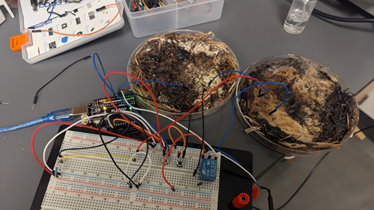 Addio SSD e RAM, benvenuti funghi: dagli Stati Uniti arrivano le memorie bioelettroniche