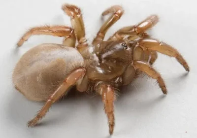 Una nuova specie di ragno botola è stata scoperta tra le dune sabbiose della California, giusto in tempo per Halloween