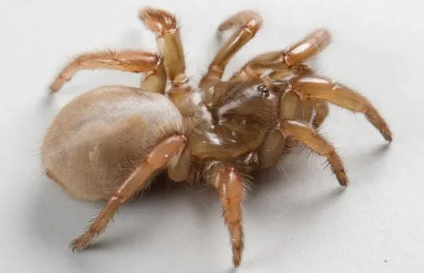 Una nuova specie di ragno botola è stata scoperta tra le dune sabbiose della California, giusto in tempo per Halloween
