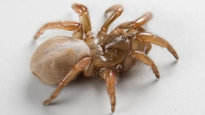 Una nuova specie di ragno botola è stata scoperta tra le dune sabbiose della California, giusto in tempo per Halloween