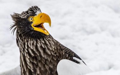 Nikon Comedy Wildlife 2025: le immagini dei finalisti del concorso dove i simpatici animali sono protagonisti