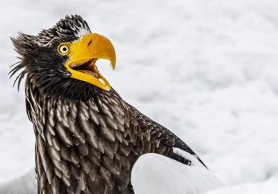 Nikon Comedy Wildlife 2025: le immagini dei finalisti del concorso dove i simpatici animali sono protagonisti