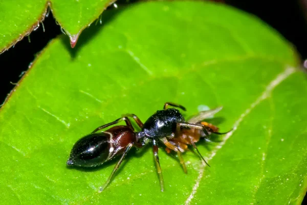 È stata scoperta una nuova specie di ragno in Sicilia che curiosamente somiglia a una formica (ma c’è un motivo)