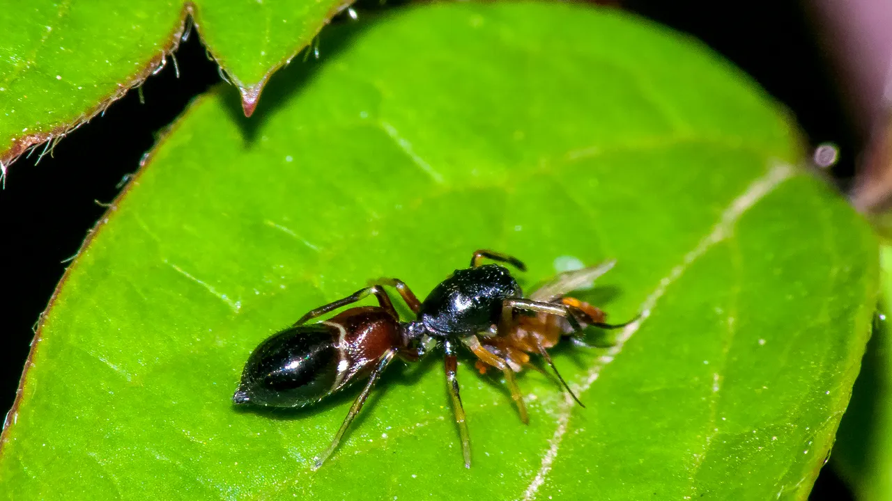 È stata scoperta una nuova specie di ragno in Sicilia che curiosamente somiglia a una formica (ma c’è un motivo)