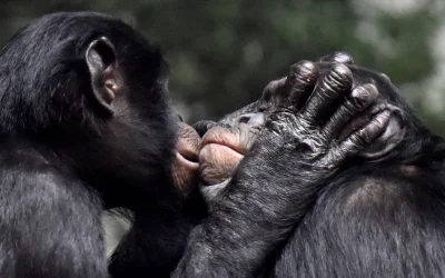 Cosa ci racconta la storia evolutiva del bacio, dal primo dato 21 milioni di anni fa ai Neanderthal ‘affettuosi’