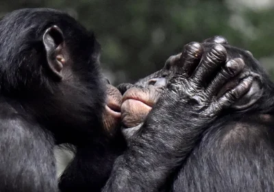 Cosa ci racconta la storia evolutiva del bacio, dal primo dato 21 milioni di anni fa ai Neanderthal ‘affettuosi’