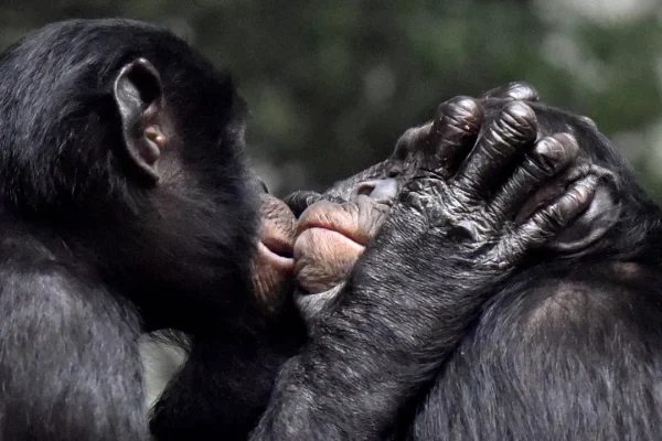 Cosa ci racconta la storia evolutiva del bacio, dal primo dato 21 milioni di anni fa ai Neanderthal ‘affettuosi’