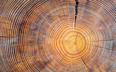 Analizzare gli anelli del legno di cui sono fatti i sarcofagi antichi permette di ricostruire il clima del passato