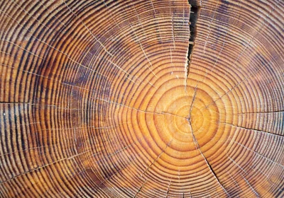 Analizzare gli anelli del legno di cui sono fatti i sarcofagi antichi permette di ricostruire il clima del passato