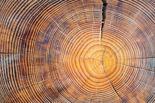 Analizzare gli anelli del legno di cui sono fatti i sarcofagi antichi permette di ricostruire il clima del passato