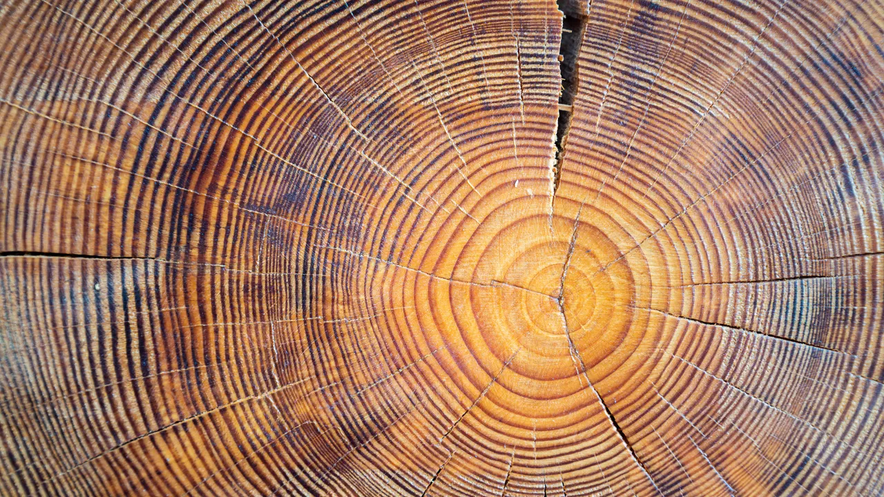 Analizzare gli anelli del legno di cui sono fatti i sarcofagi antichi permette di ricostruire il clima del passato