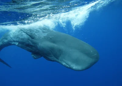 L’alfabeto dei capodogli, l’intelligenza artificiale svela che la loro complessità fonetica è simile a quella umana