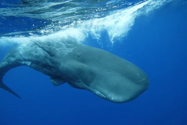 L’alfabeto dei capodogli, l’intelligenza artificiale svela che la loro complessità fonetica è simile a quella umana