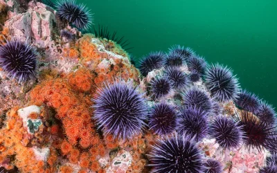 I ricci di mare nascondono un segreto nelle loro spine e il loro corpo è un come un grande “cervello diffuso”