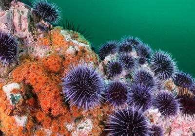 I ricci di mare nascondono un segreto nelle loro spine e il loro corpo è un come un grande “cervello diffuso”