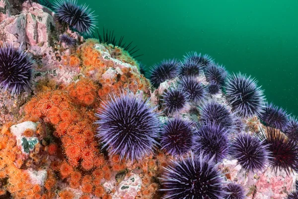 I ricci di mare nascondono un segreto nelle loro spine e il loro corpo è un come un grande “cervello diffuso”