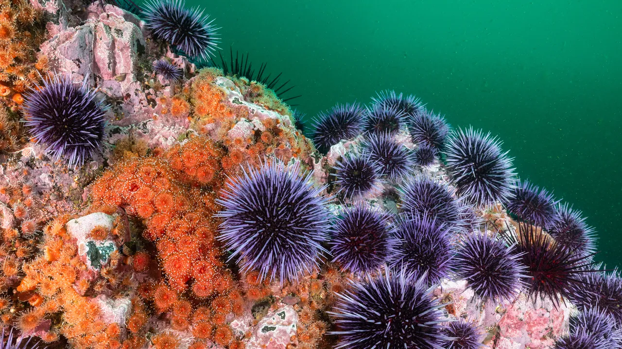 I ricci di mare nascondono un segreto nelle loro spine e il loro corpo è un come un grande “cervello diffuso”