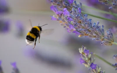 I bombi non smettono mai di stupirci e ora salta fuori che sono in grado di imparare una sorta di codice Morse