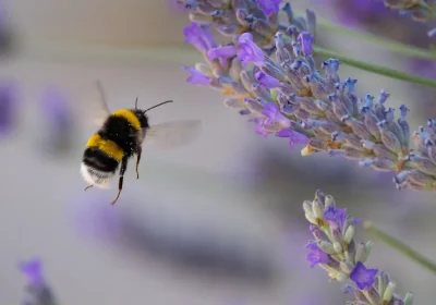 I bombi non smettono mai di stupirci e ora salta fuori che sono in grado di imparare una sorta di codice Morse