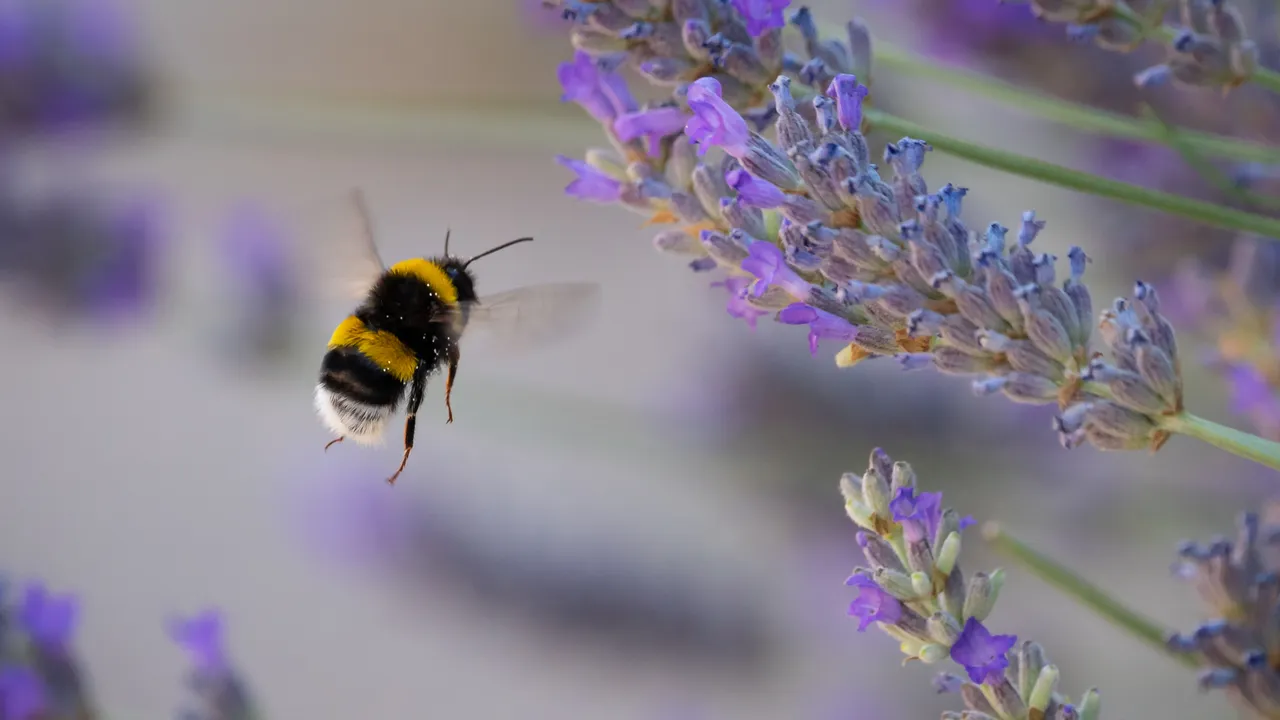 I bombi non smettono mai di stupirci e ora salta fuori che sono in grado di imparare una sorta di codice Morse