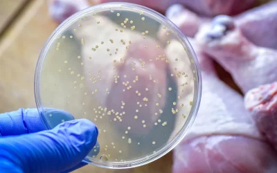 Arrivano i cerotti pieni di virus che riescono a stanare e uccidere i batteri nel cibo contaminato, ecco come funzionano