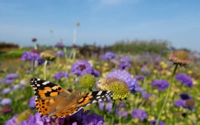 Riserve della biosfera, tutti i numeri per rigenerarle e salvarle – e salvarci