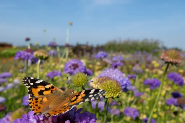 Riserve della biosfera, tutti i numeri per rigenerarle e salvarle – e salvarci