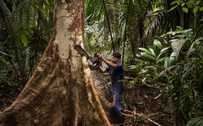 L’Europa è contro la deforestazione? Sì, ma niente di serio