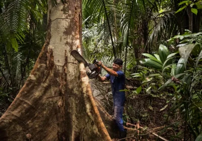 L’Europa è contro la deforestazione? Sì, ma niente di serio