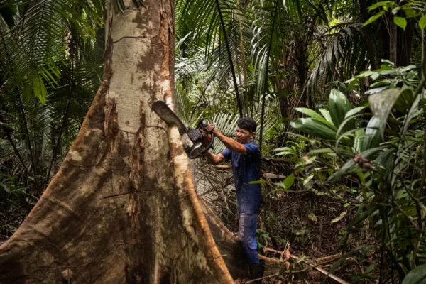 L’Europa è contro la deforestazione? Sì, ma niente di serio