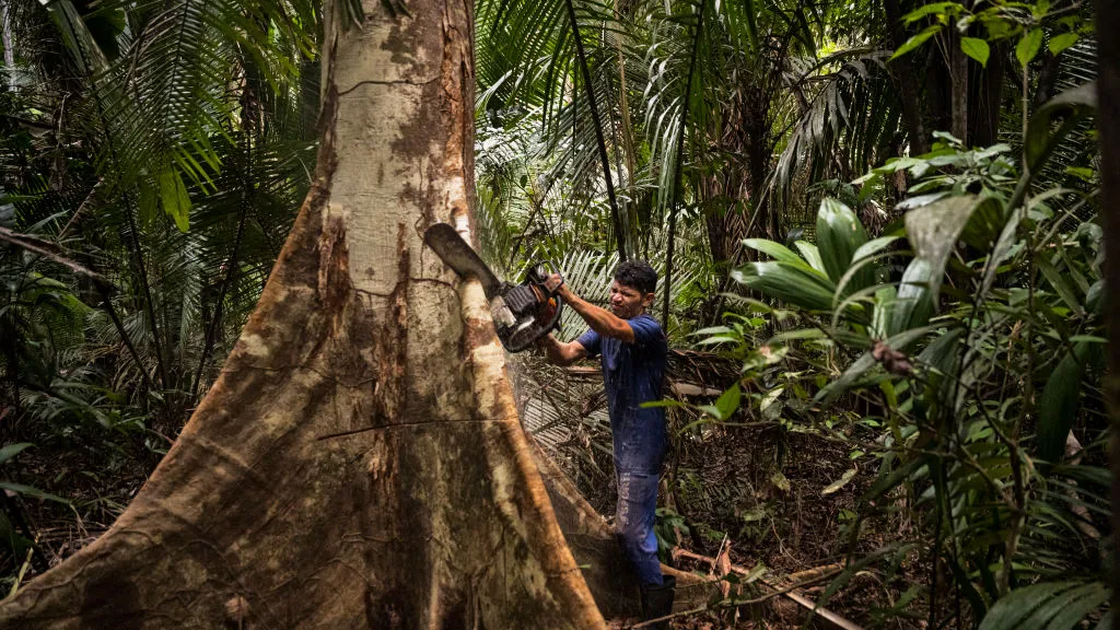 L’Europa è contro la deforestazione? Sì, ma niente di serio
