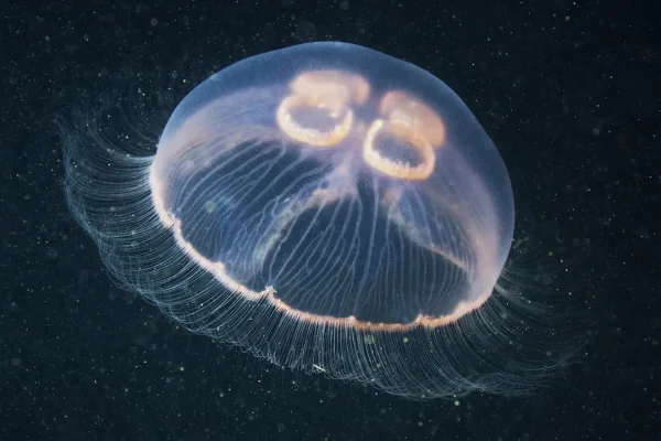 Anche se non hanno un cervello, le meduse possono essere attratte dalle novità e forse è per questo che si avvicinano a noi