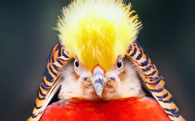 L’amore è (letteralmente) cieco per questa specie di uccelli, che per corteggiare le femmine esagerano tanto da non vederci più