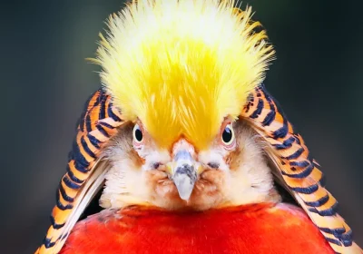 L’amore è (letteralmente) cieco per questa specie di uccelli, che per corteggiare le femmine esagerano tanto da non vederci più