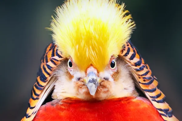 L’amore è (letteralmente) cieco per questa specie di uccelli, che per corteggiare le femmine esagerano tanto da non vederci più